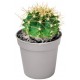 Autocollant cactus boule
