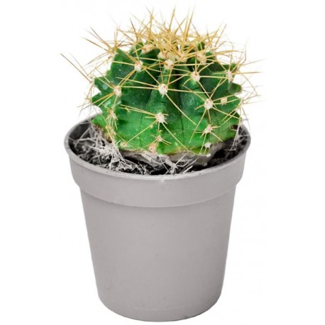 Autocollant cactus boule