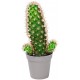 Sticker cactus grand