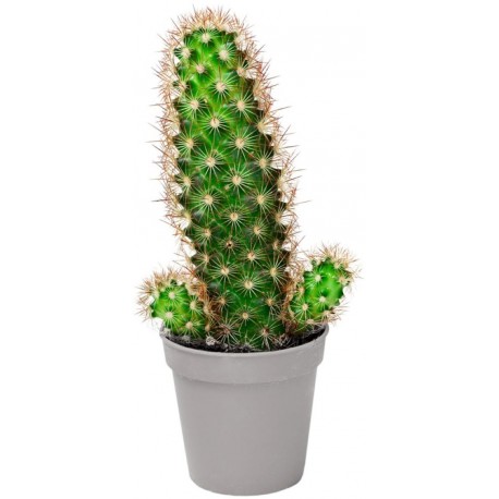 Sticker cactus grand