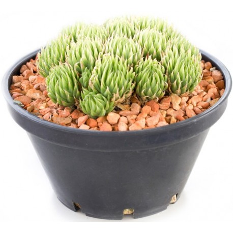 Sticker grand pot cactus