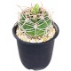 Sticker cactus pot sable