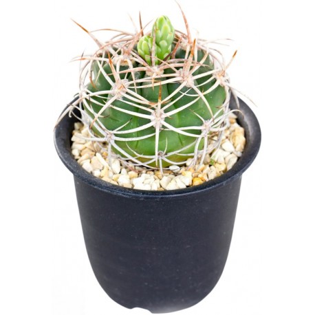 Sticker cactus pot sable