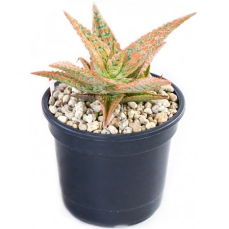 Sticker cactus graphique