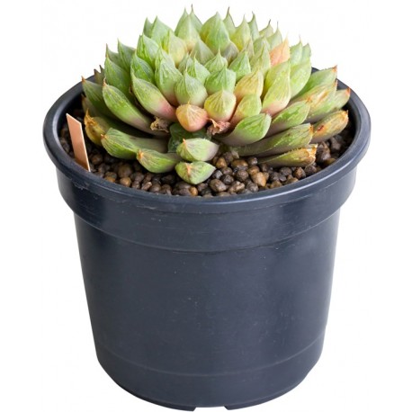 Sticker plante grasse