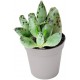Sticker cactus pot