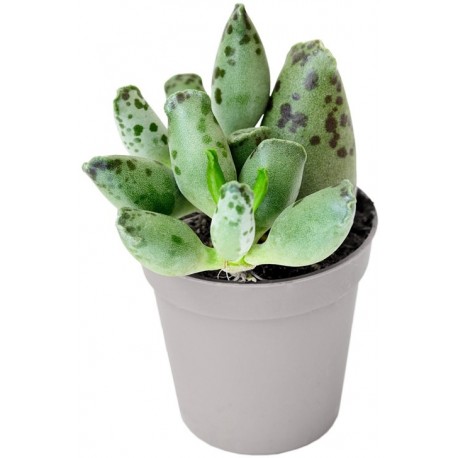 Sticker cactus pot