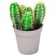 Sticker petit cactus pot