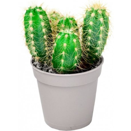 Sticker petit cactus pot