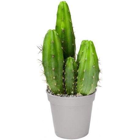 Sticker cactus long
