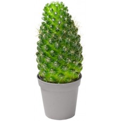 Sticker cactus gros