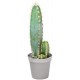 Sticker cactus 3 hauteurs