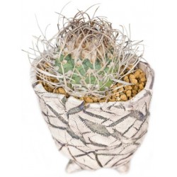 Autocollant cactus pot deco