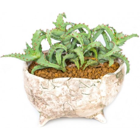 Sticker cactus pot deco