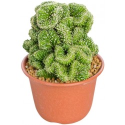 Sticker cactus Cereus