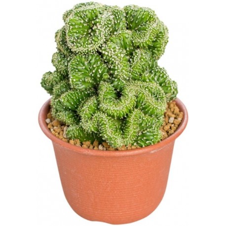 Sticker cactus Cereus