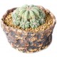 Sticker petit cactus en pot