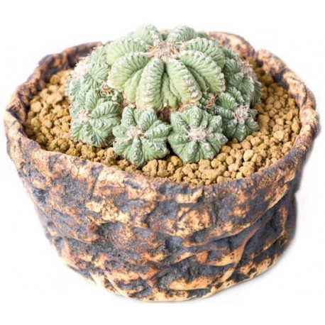 Sticker petit cactus en pot