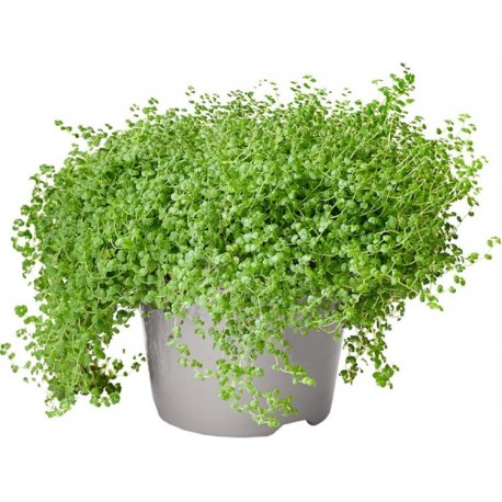 Sticker fleur en pot