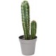 Sticker fleur cactus en pot