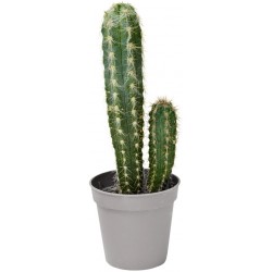 Sticker fleur cactus en pot