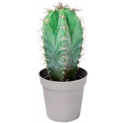 Sticker cactus en pot