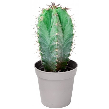 Sticker cactus en pot