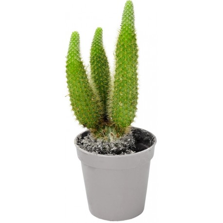 Sticker cactus en pot triple