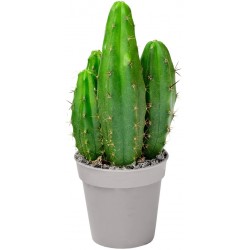 Sticker cactus sauvage