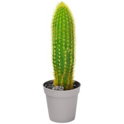 Sticker cactus seul