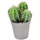 Sticker cactus boule triple