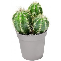 Sticker cactus boule triple