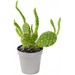 Sticker cactus triple frise