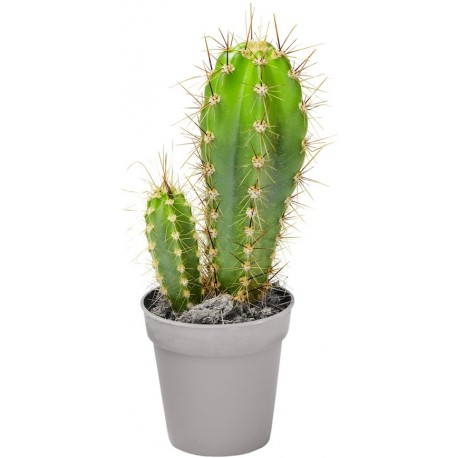 Sticker cactus gros et petit
