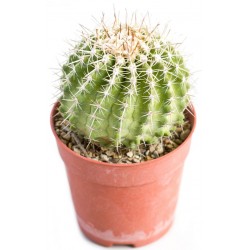 Sticker cactus toupie