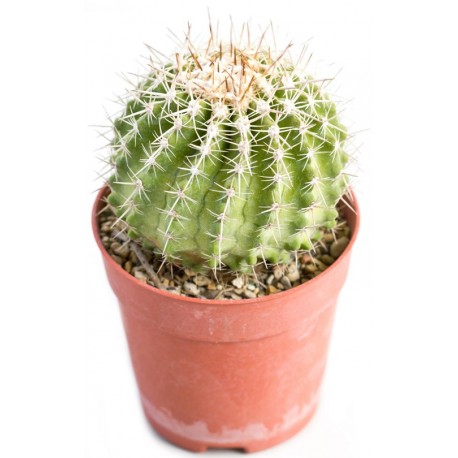 Sticker cactus toupie