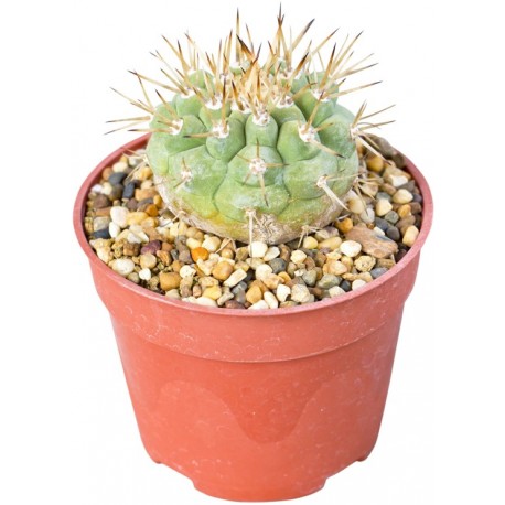 Sticker cactus petit piquant