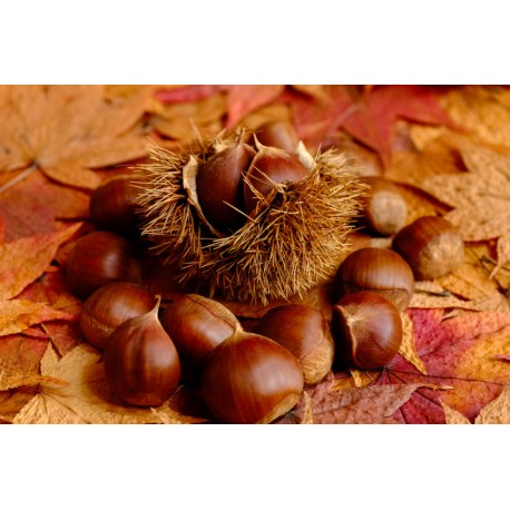 Sticker chateigne dans assiette