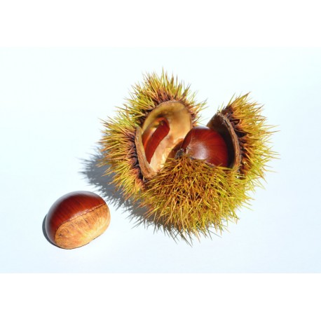 Sticker chateignes manger