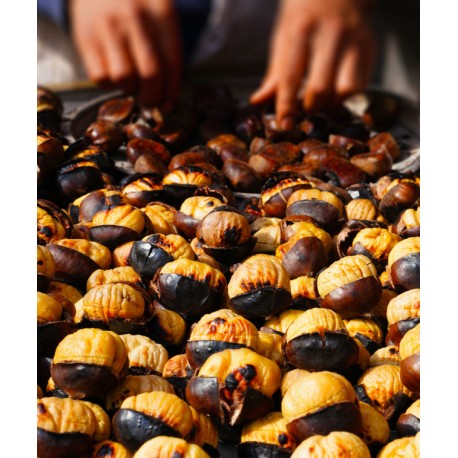 Sticker chateigne bogue seche