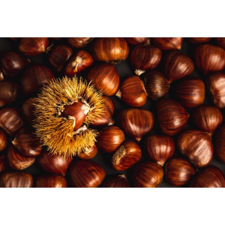 Sticker chateignes a manger