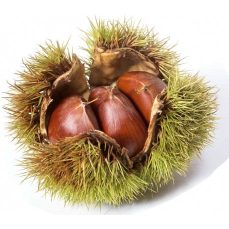 Stickers chateignes chaudes