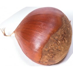 Stickers chateignes dans bogues