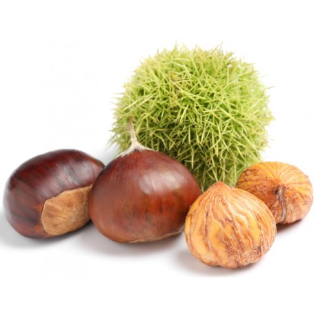 Stickers chateigne seule