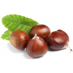 Stickers chateignes bogue verte