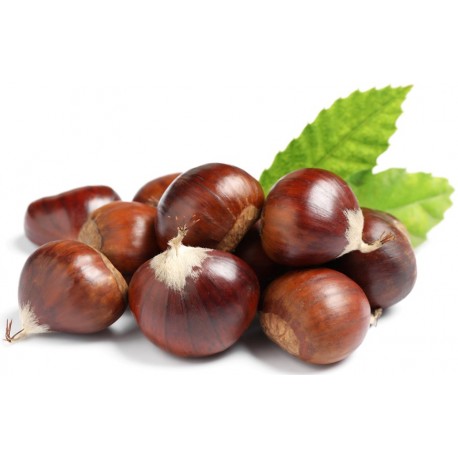 Stickers chateignes bogue verte