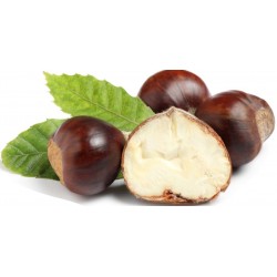 Stickers chateignes feuilles