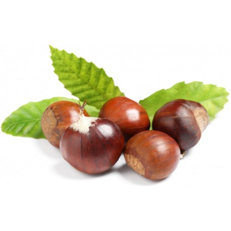 Stickers chateignes feuilles