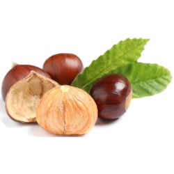 Stickers chateignes feuilles