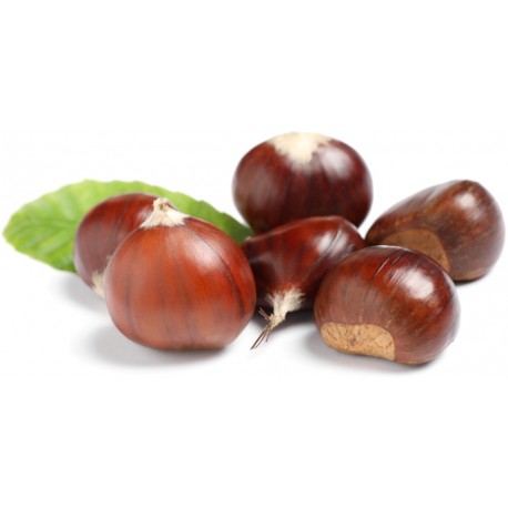 Stickers chateignes avec feuille